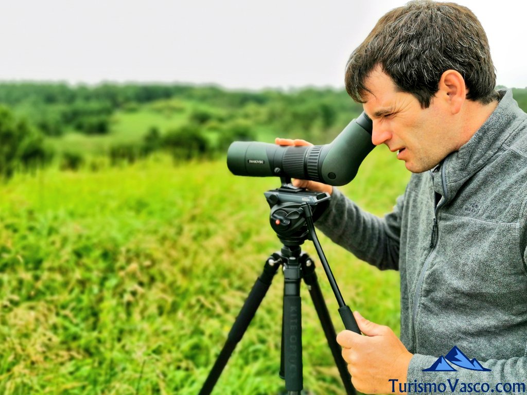 avistamiento de aves en el salto del nervion