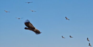 Vulture and bird watching at the Nervión Waterfall