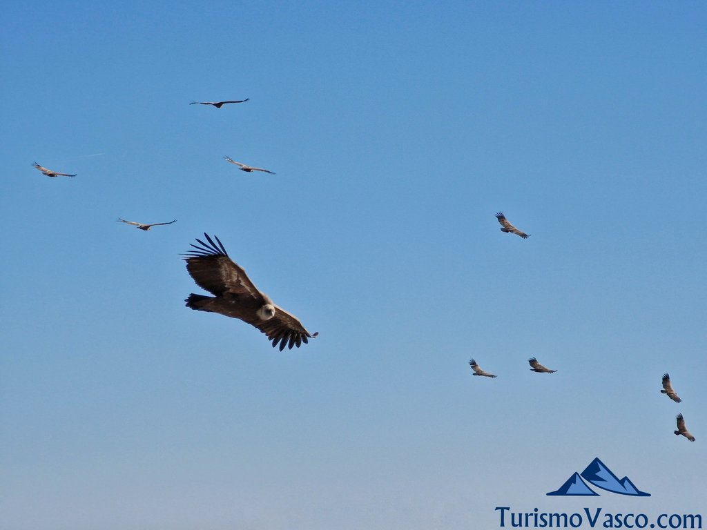 avistamiento de buitres y aves en el salto del nervion