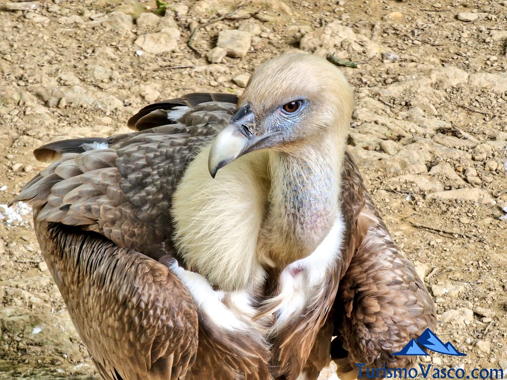 buitres en el salto del nervion