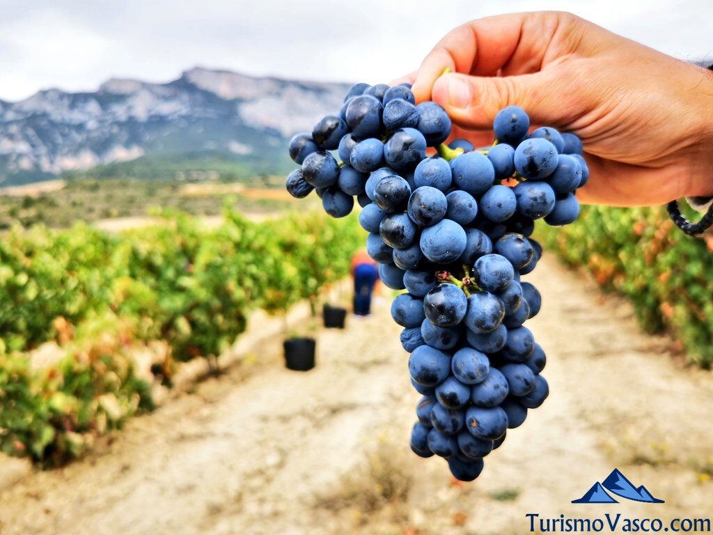 excursion a rioja alavesa
