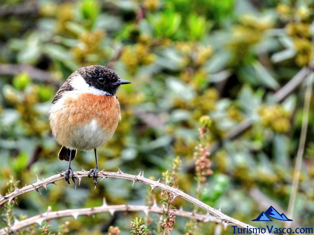 tarabilla comun avistamiento de aves en el salto del nervion